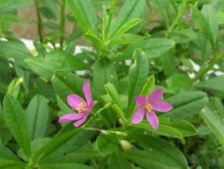 Intip 8 Khasiat Daun Ginseng untuk Sehatkan Keluarga Kita